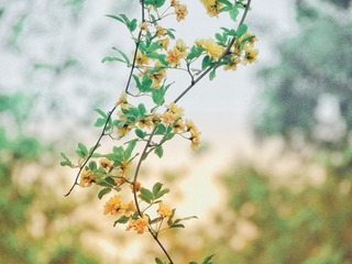 春花