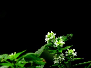 藿香花