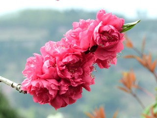 碧桃花