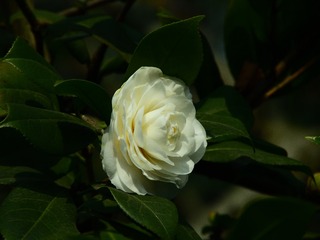 白茶花