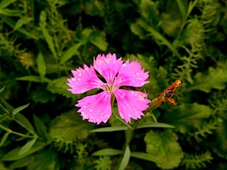 雨中花
