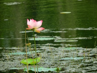 独荷