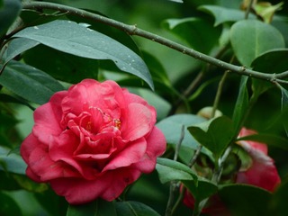 茶花