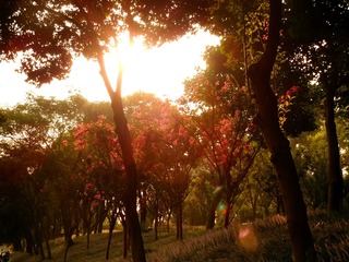 夕阳下
