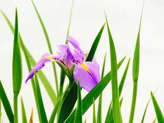 玉蝉花