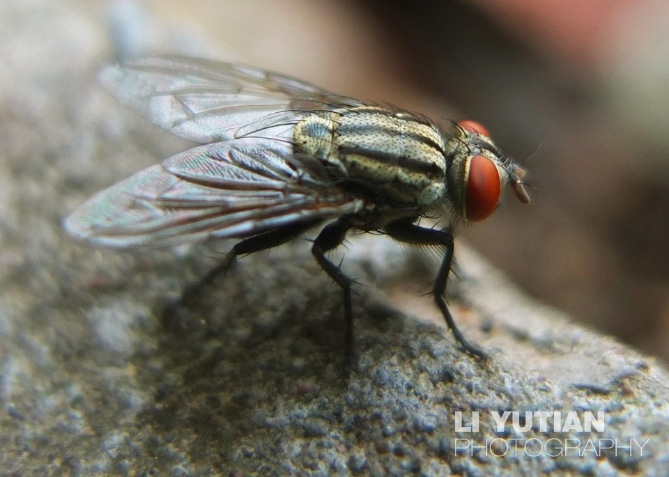 苍蝇 br /> 其实小心的靠近这些小家伙它们不会躲 br /> 重庆的苍蝇都