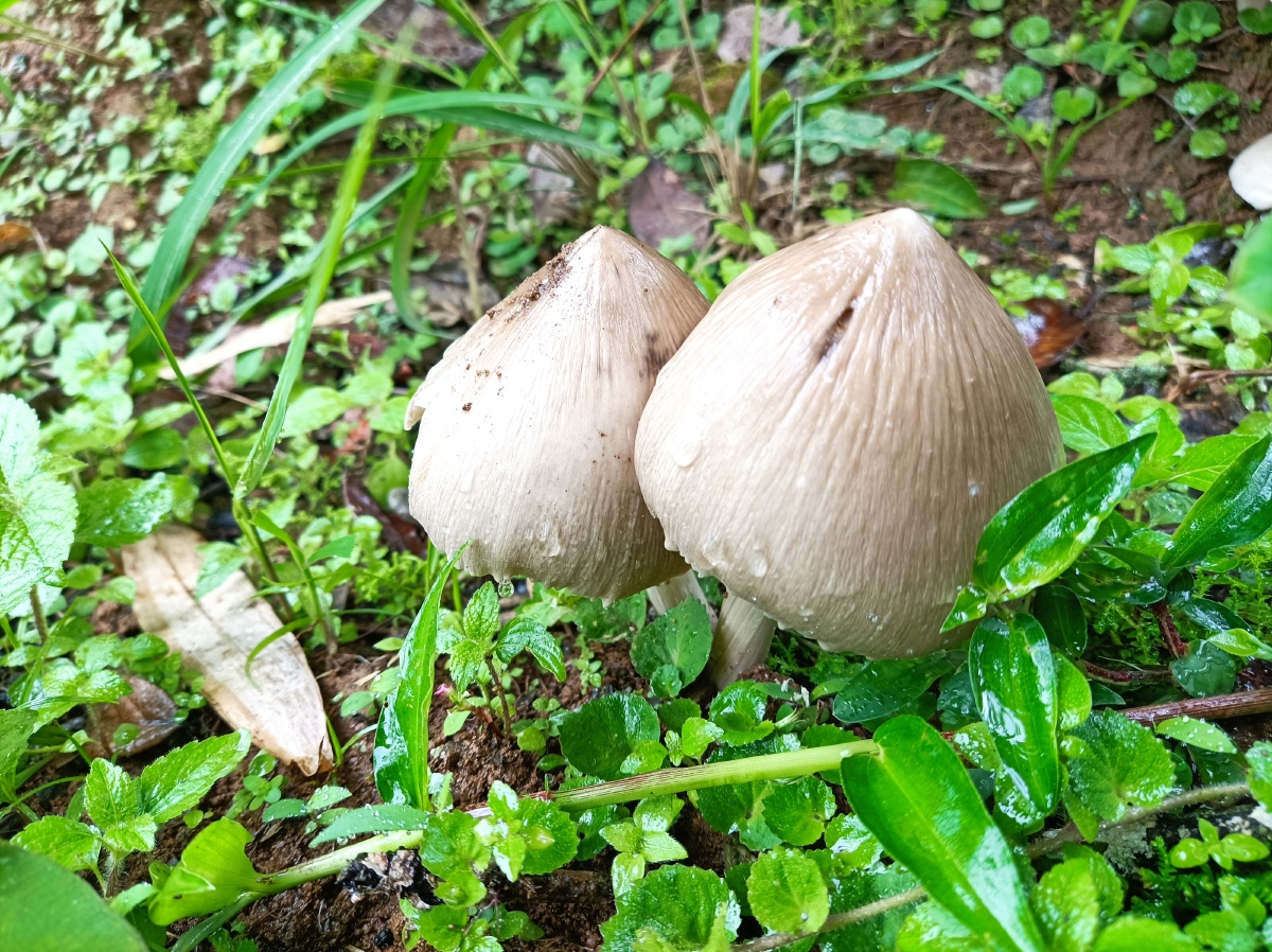 云南野生菌鸡枞菌