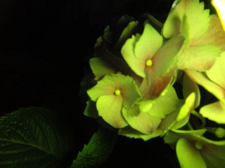DSC00453.JPG