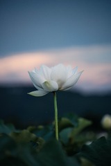 9287FD63-960E-47F1-B48B-7DC84F1A550D/L0/001