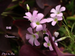 路边花
