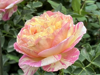 A5F8B848-E0B6-46B1-AE79-025684438910/L0/001