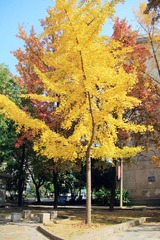 IMG_2389fuben.jpg