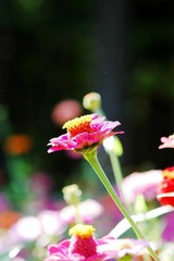 859_3559473139_IMG_0007_conew1.jpg