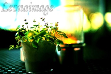 IMG_8088_conew1.jpg