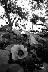 DSC_0833.jpg