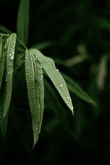 C3808949-2CA4-4F55-B901-9E1E4DF46330/L0/001