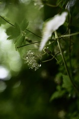 0A14C762-26F8-4C96-86B1-CE73723723B5/L0/001