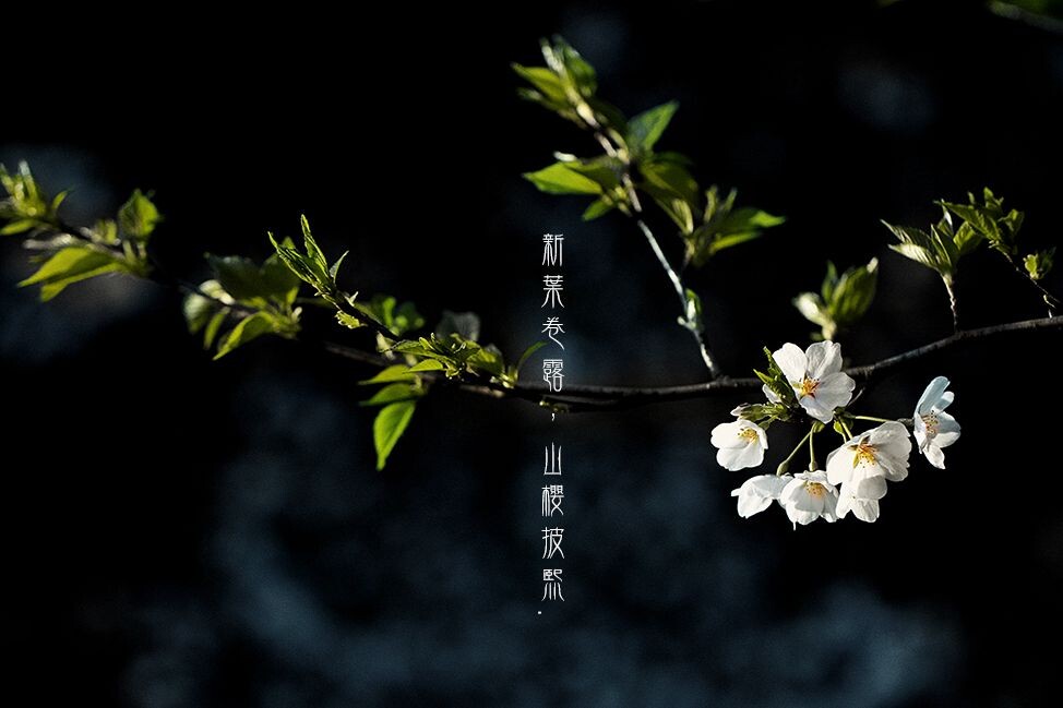 新叶卷露，山樱披熙。<br />
