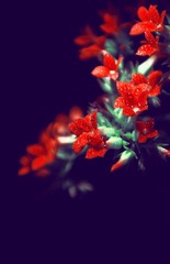 IMG_5642.JPG