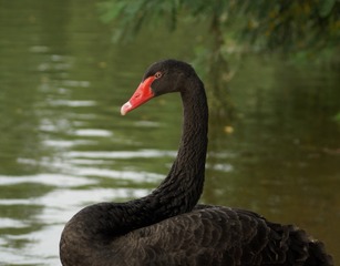 70715