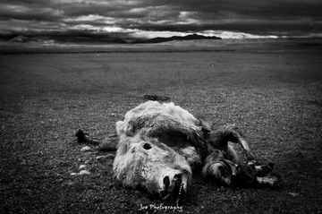 The yak killed by wolves