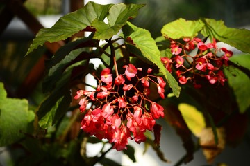 兰花15