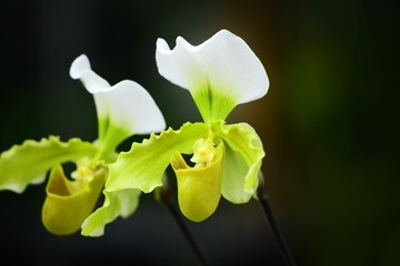 兰花24