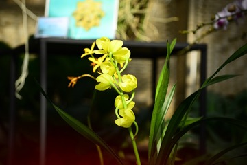 兰花7