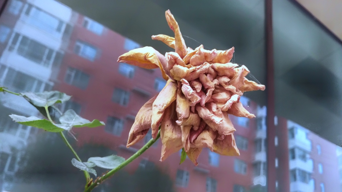 窗下干枯的月季花