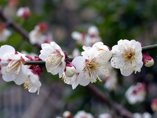 IMGP3706_副本.jpg