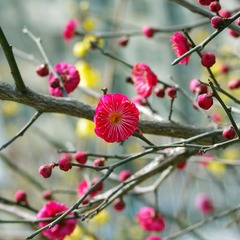 IMGP3709_副本.jpg