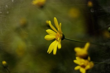雏菊