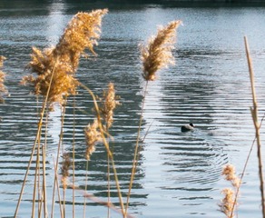 D7369365-66AF-45FB-B9F5-4DD39EFDF69A/L0/001