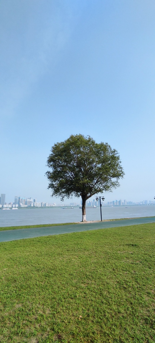 武汉最孤独的一棵树