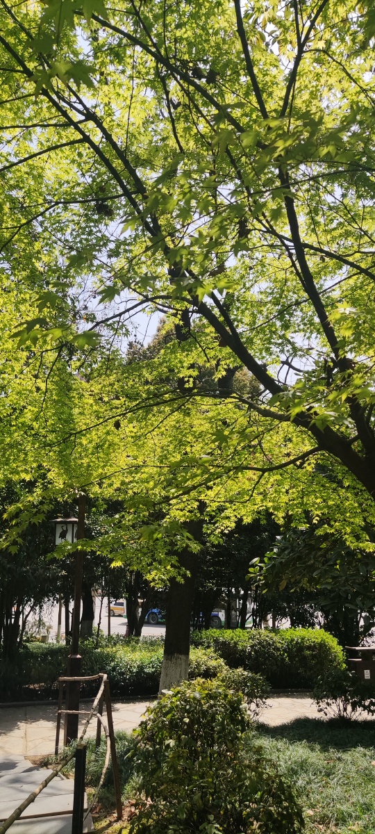 日本晚樱绿色盈面