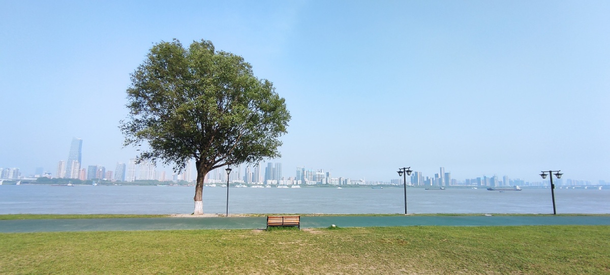 武汉最孤独的一棵树