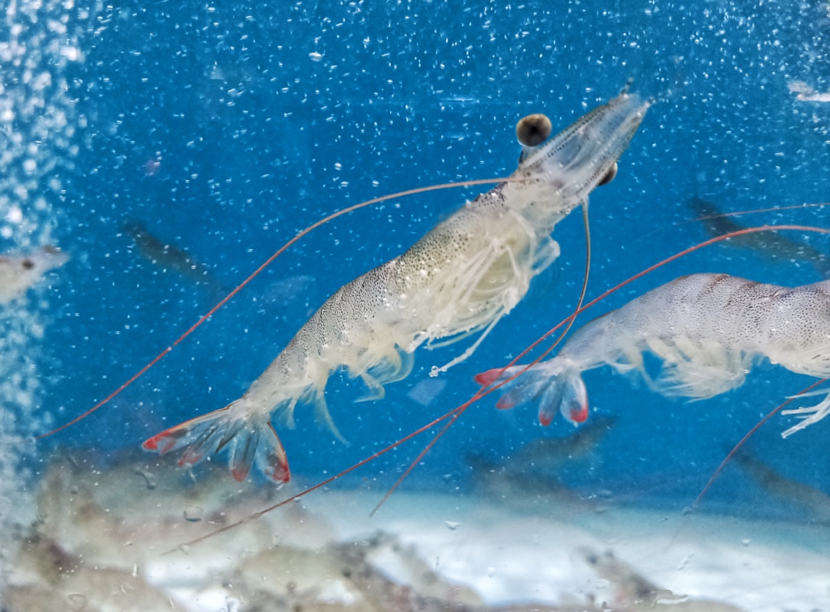 红尾虾 - 美岱山 - 图虫