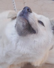 77530