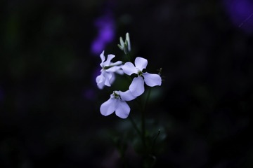 D4493C68-60D4-4B37-A80F-719CD8A65084/L0/001