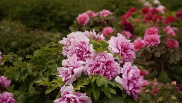 C9857DED-626F-405D-8927-3CD93E34CEC9/L0/001