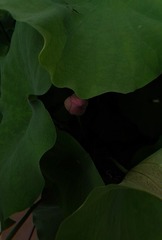 1420333