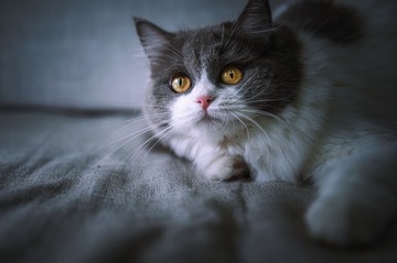 1427173