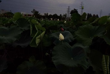 1420337