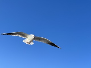 D8C826DE-A26E-4BCA-98F2-D845481C0BCA/L0/001
