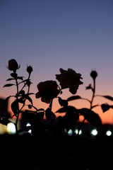 C7EC86EB-E095-4F29-8B03-DED6F2C9067B/L0/001