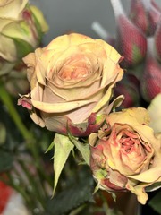 71101488-05BC-4374-BFC9-F96456987285/L0/001