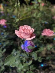 5F7E2777-7537-41BD-8098-F4EB2E6CF0D2/L0/001