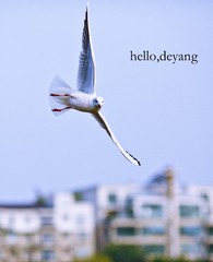 红嘴鸥--你好德阳！.jpg
