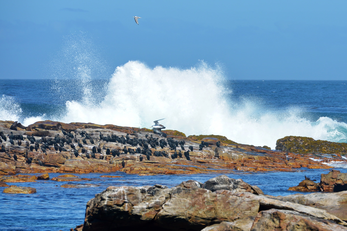 南非行好望角六