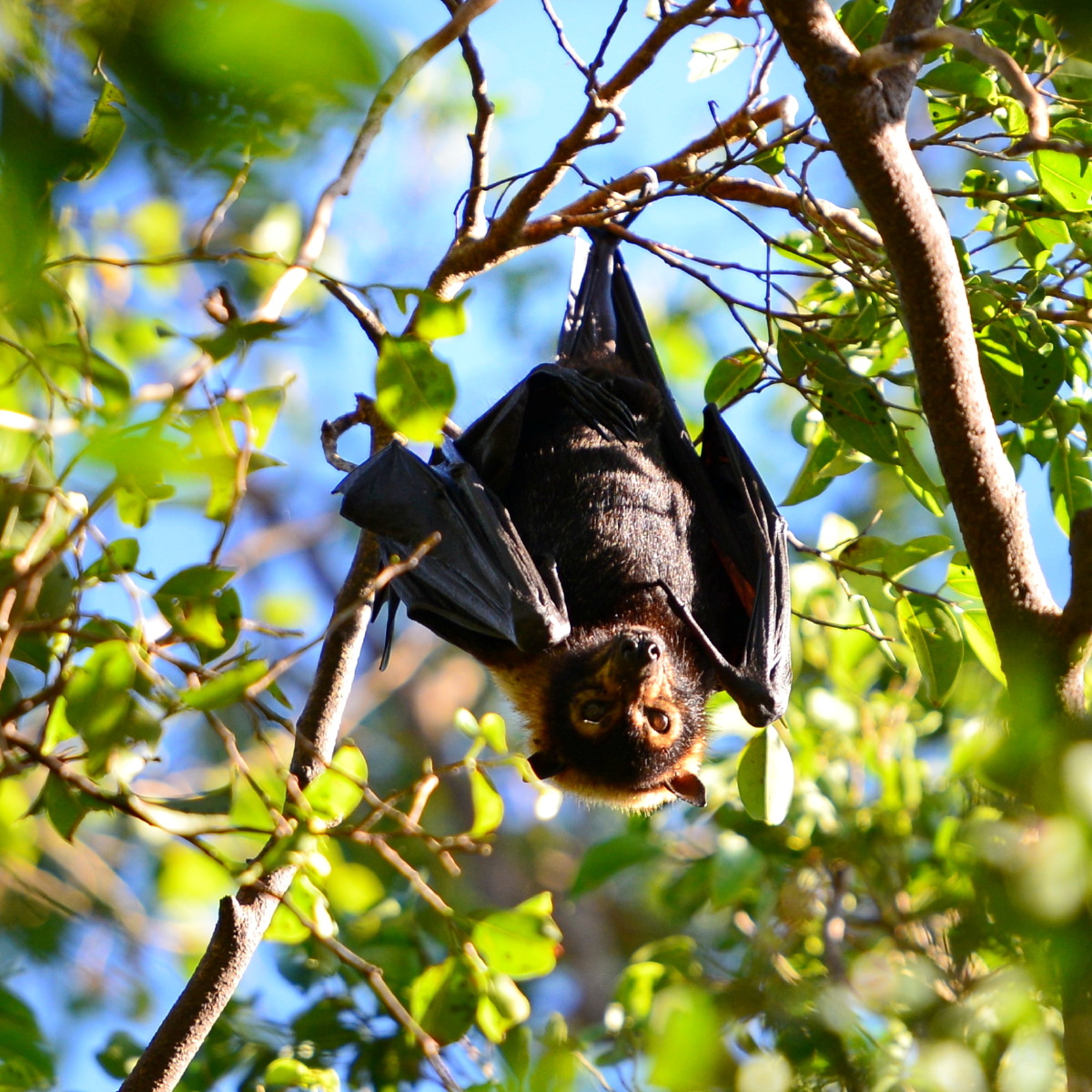 摄于:澳大利亚凯恩斯吉易关注